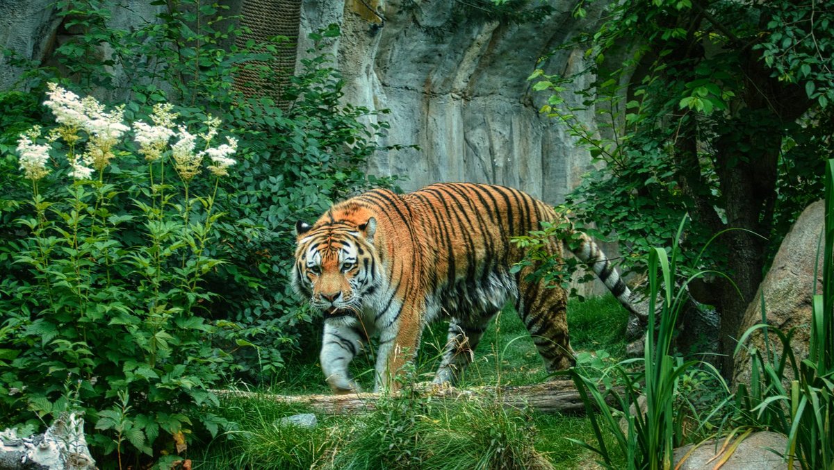 Tadoba-Andhari Tiger Reserve