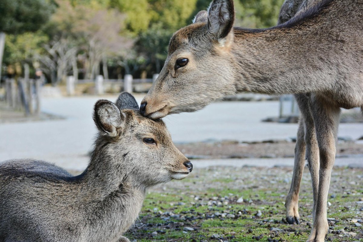 Gorumara National Park