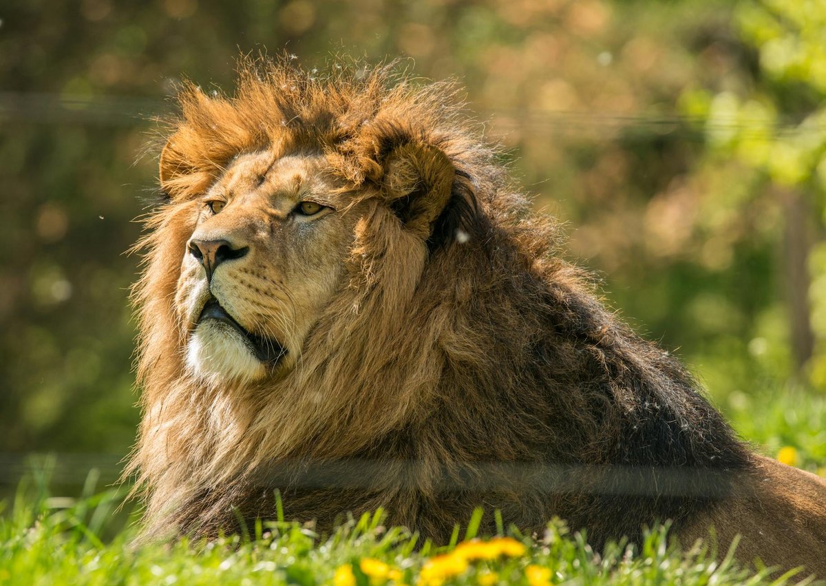 Pench National Park