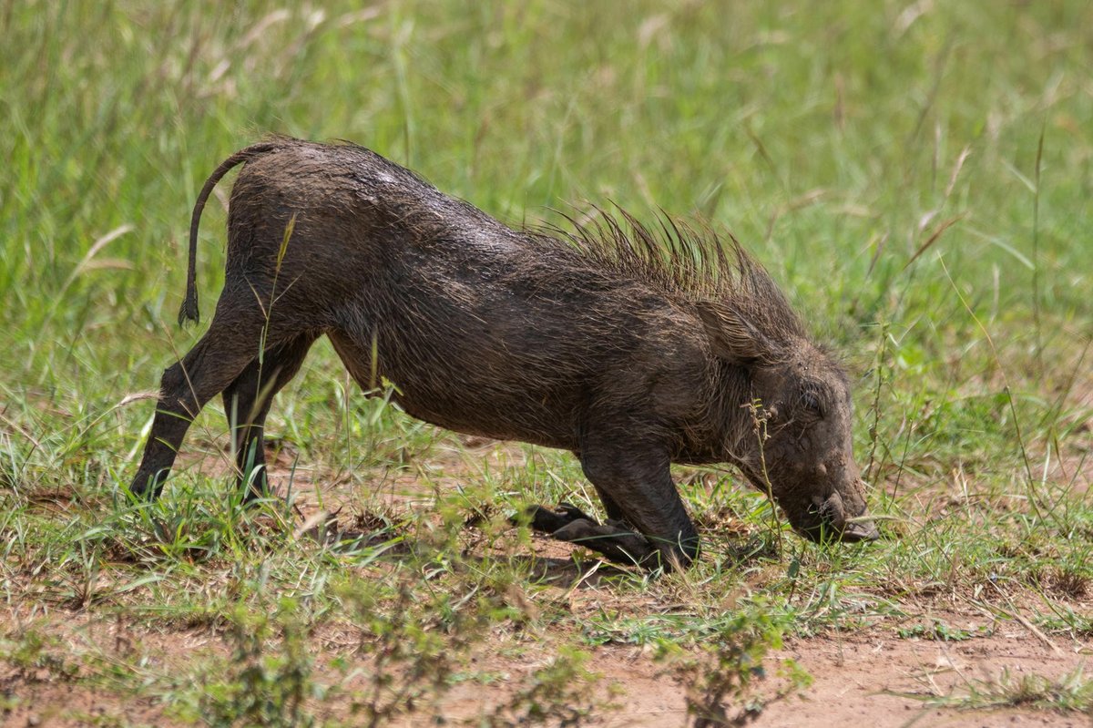 Boars Tusk