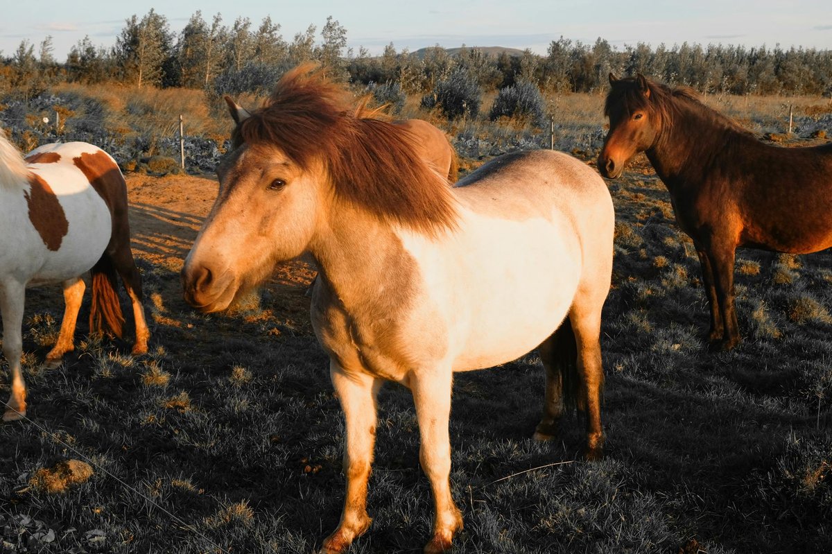 Flóðið