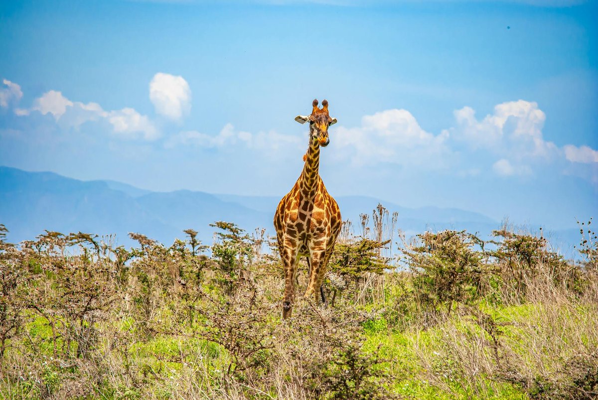 Mkomazi National Park