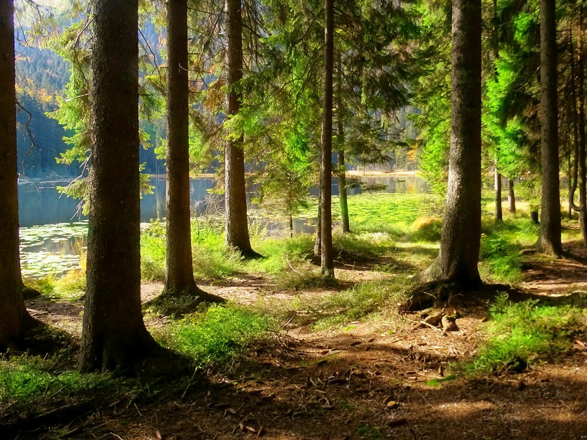 Bavarian Forest National Park