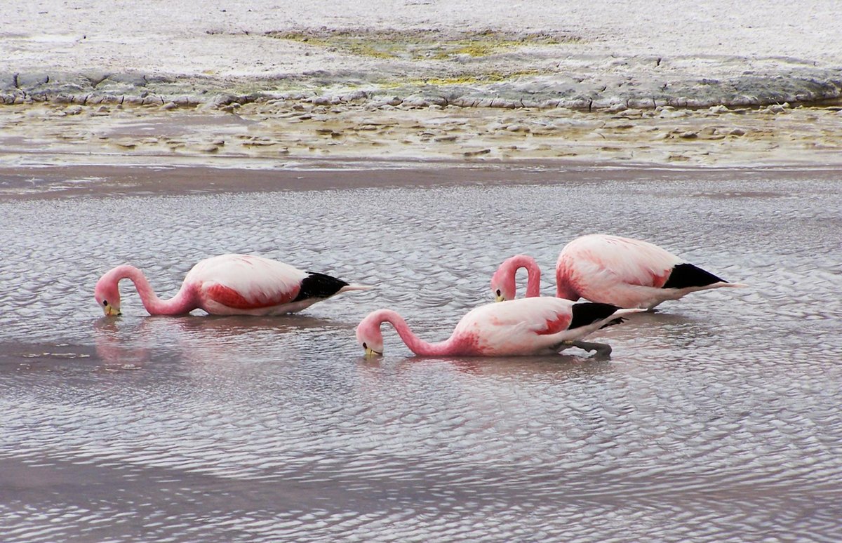 Laguna Madre