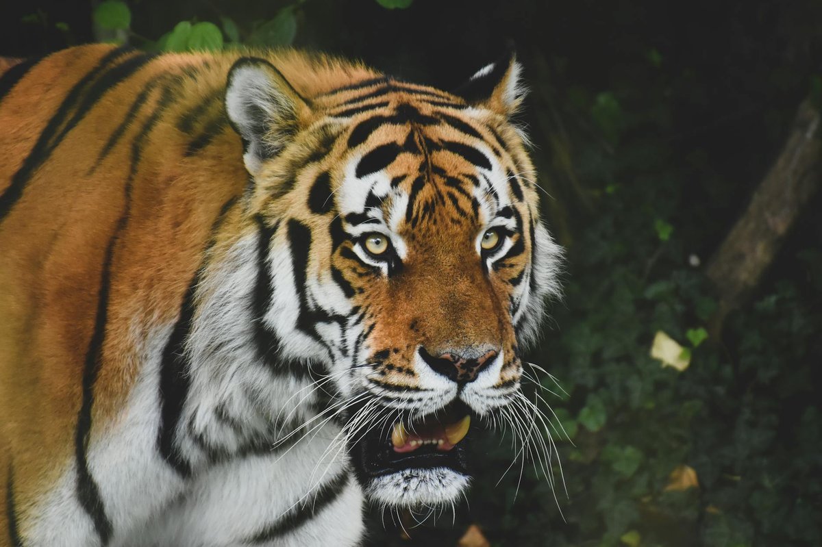 Orang National Park