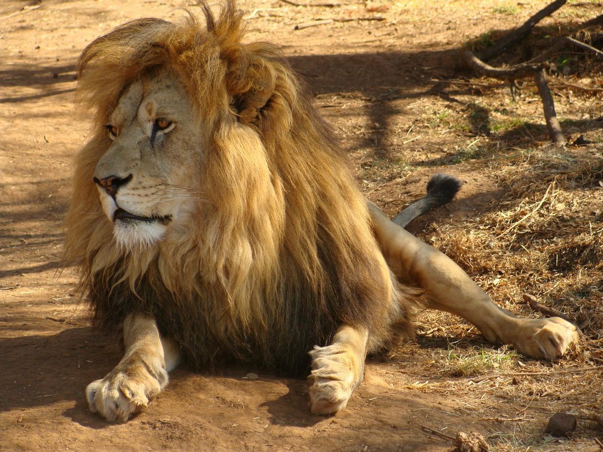 Kiyungwe