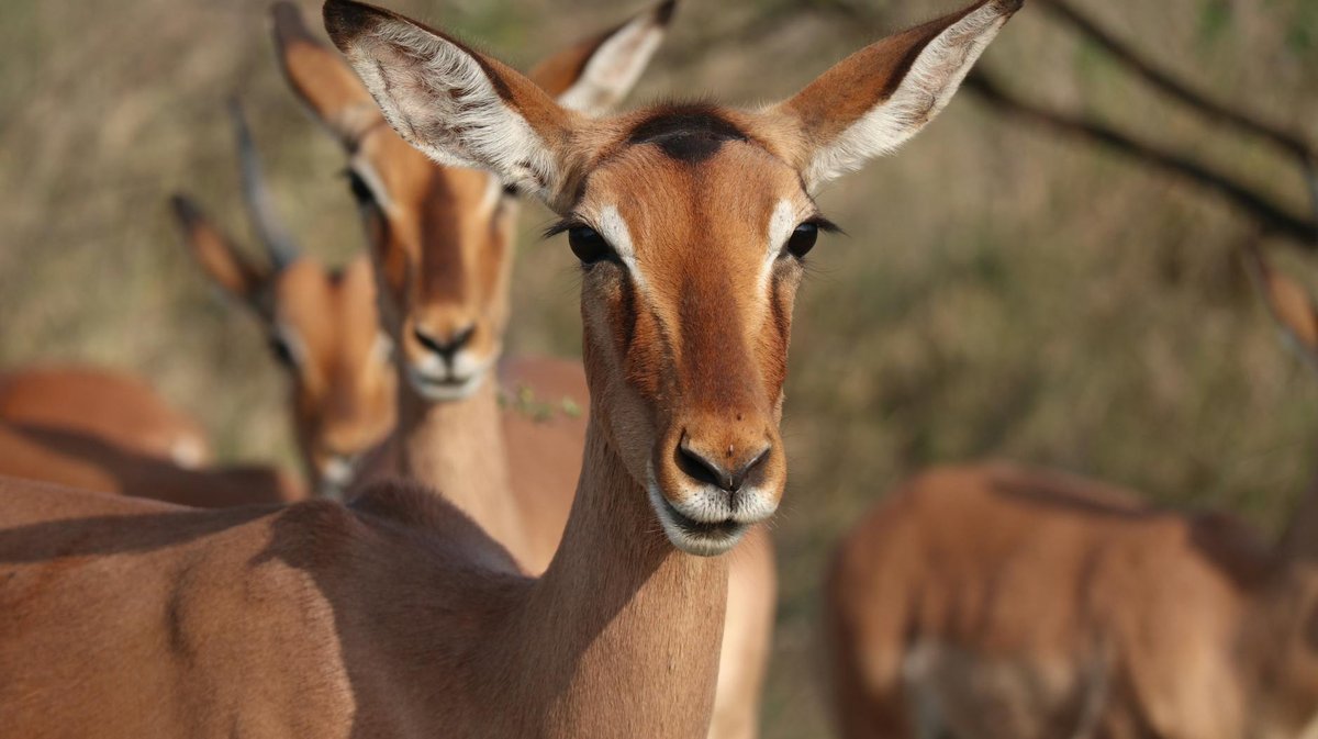 Mamberamo Foja Wildlife Reserve