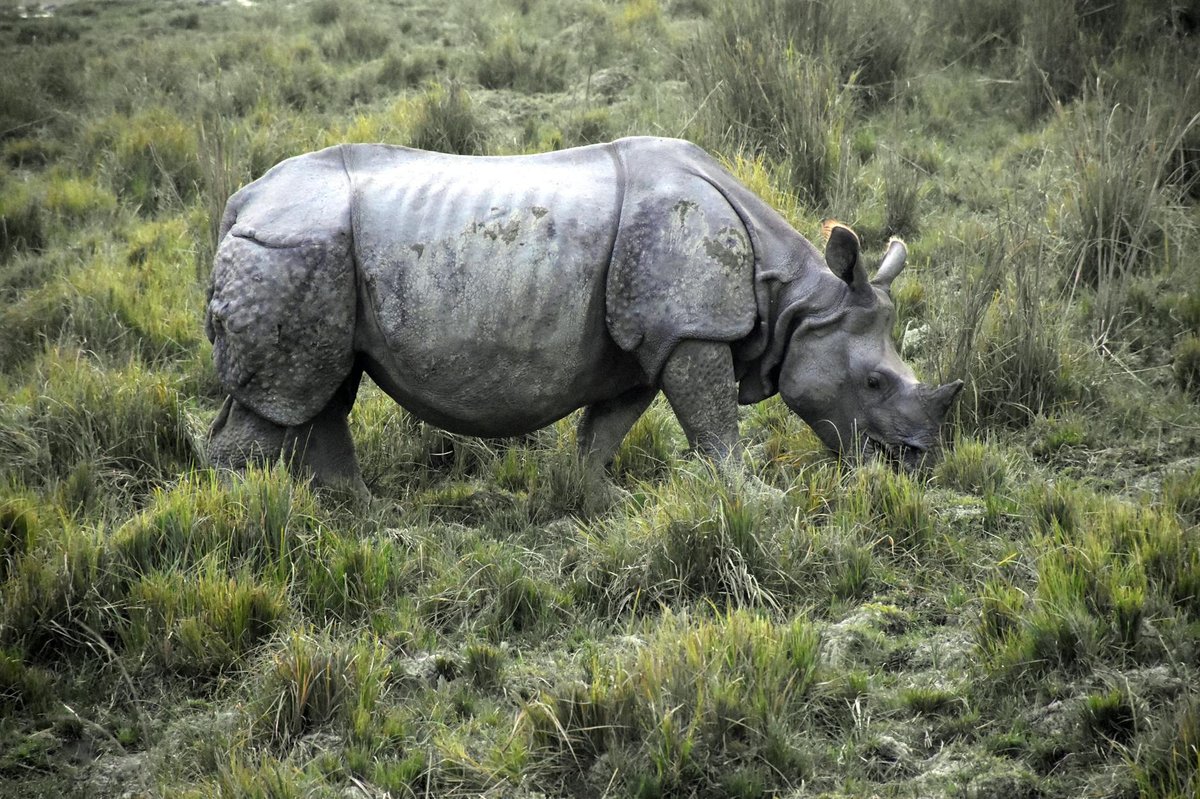 Kaziranga National Park