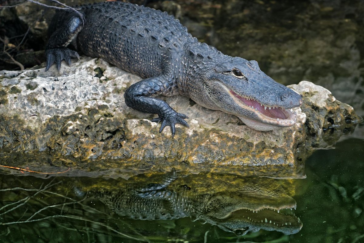 Alligator Rock