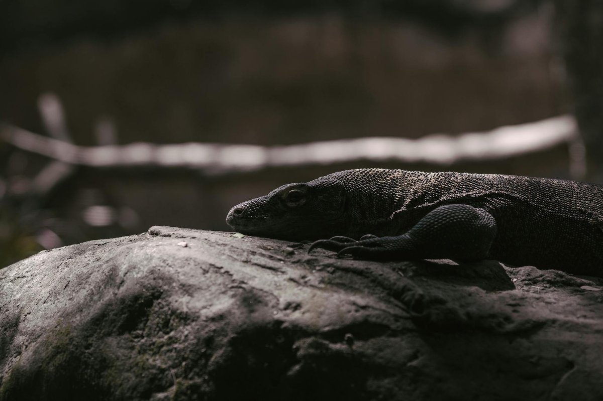 Komodo National Park
