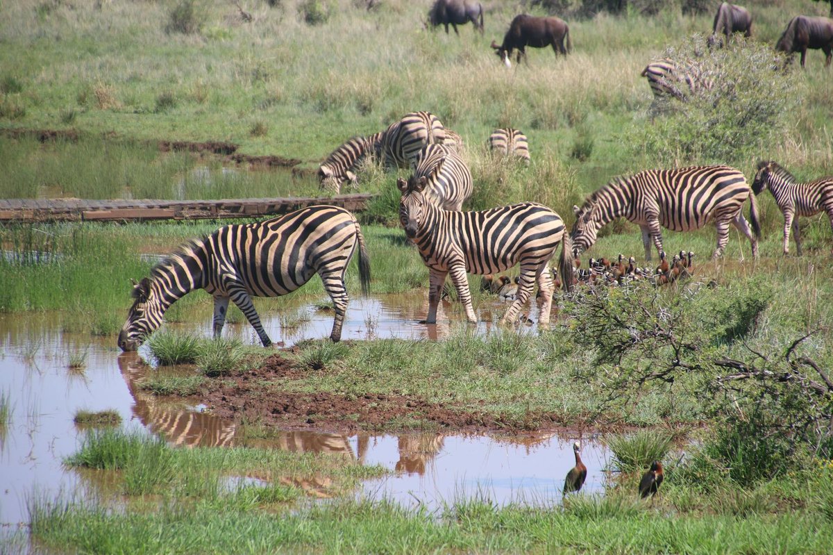 Jozani Chwaka Bay National Park