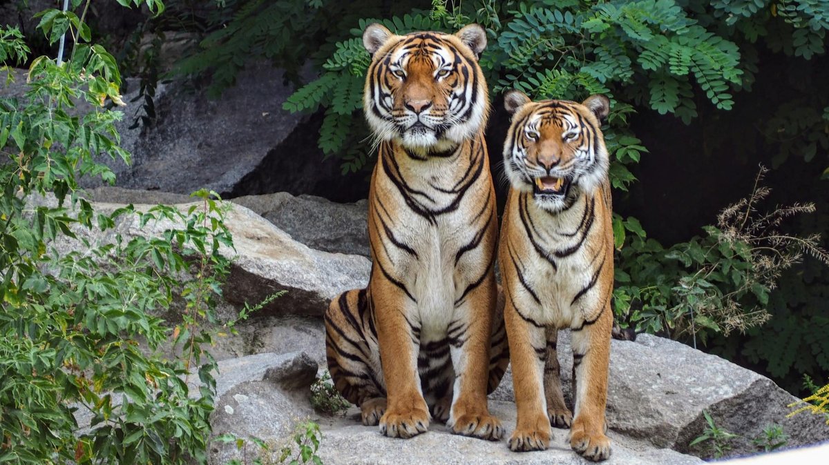 Tiger Cave