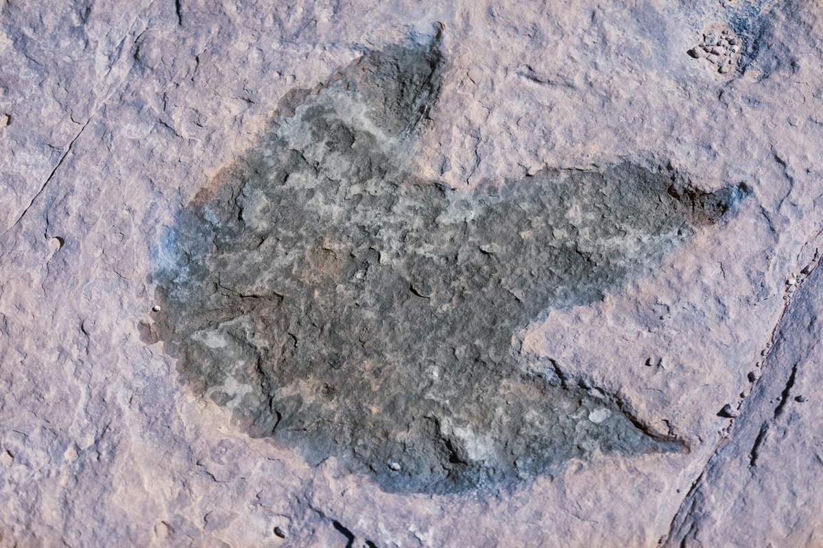 Chengjiang Fossil Site
