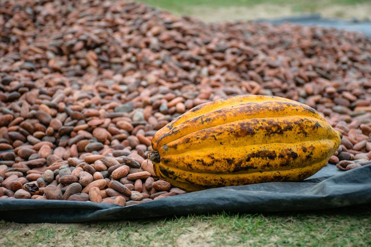 Cacao Cave