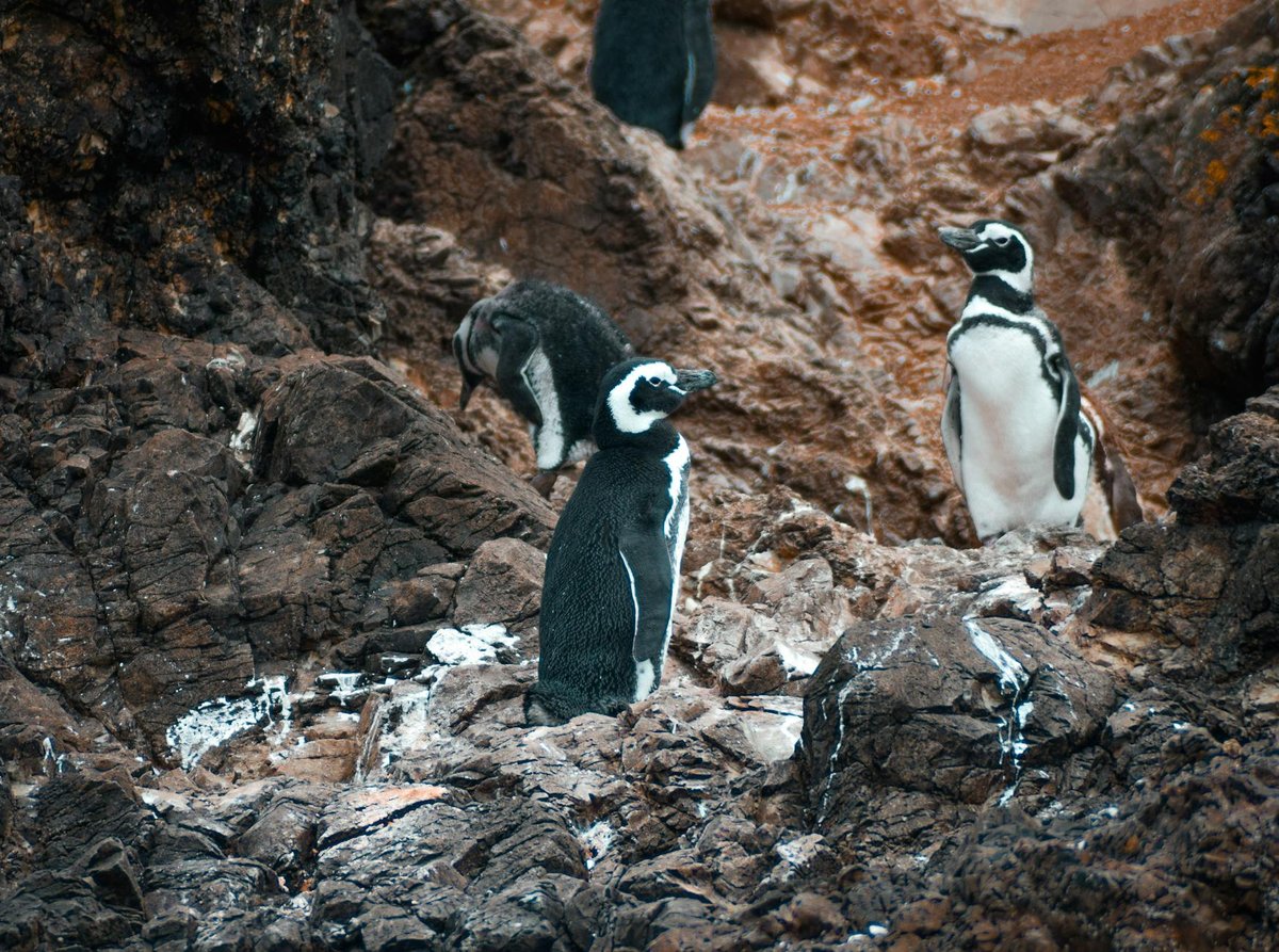 Penguin Glacier