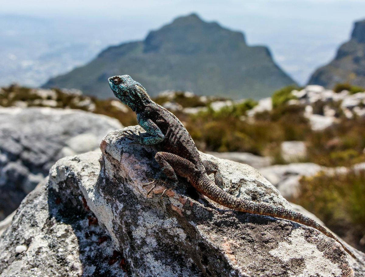 Table Mountain National Park