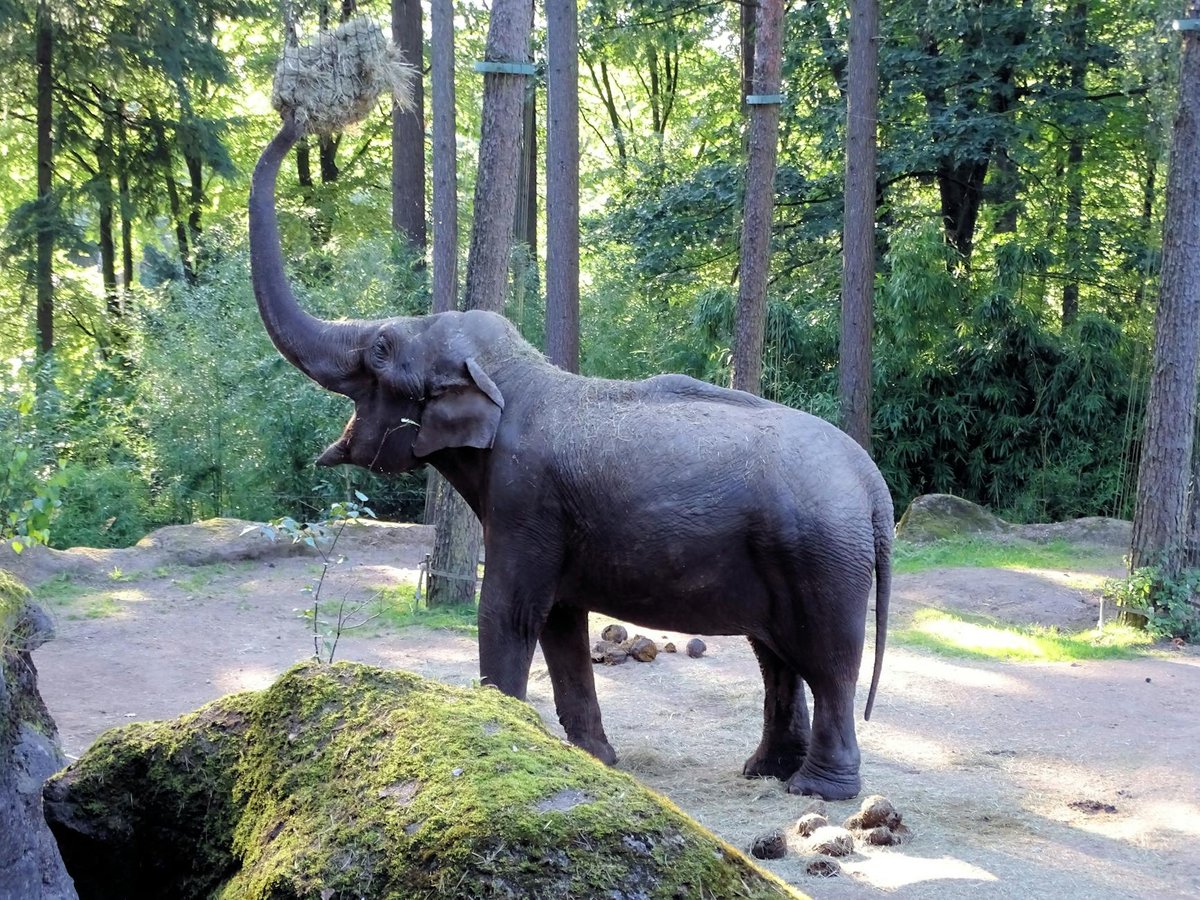 D'Oliphant