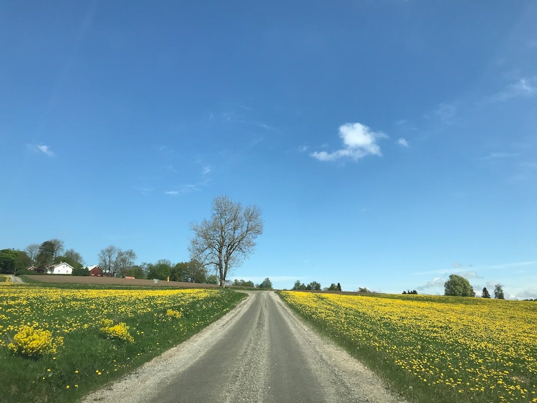 Sulitjelmaisen