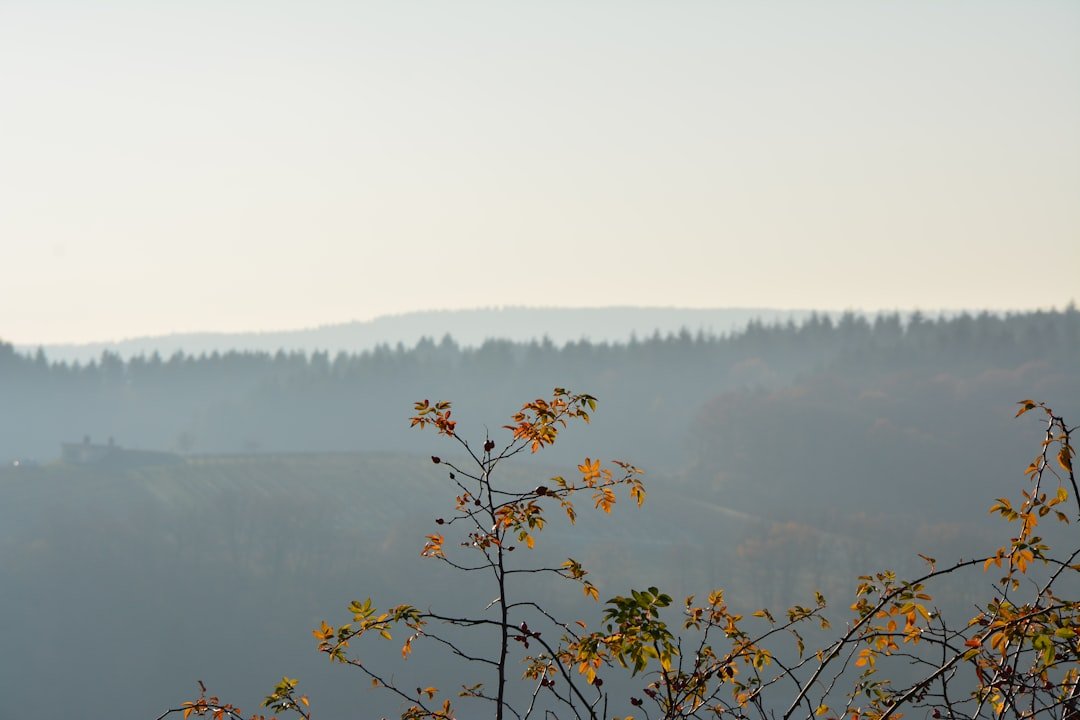 Aussichtsturm Wehlaberg