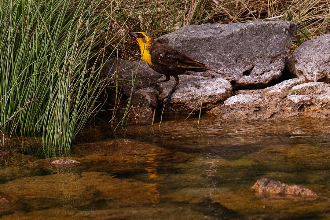 Mount Sarıçalı National Park