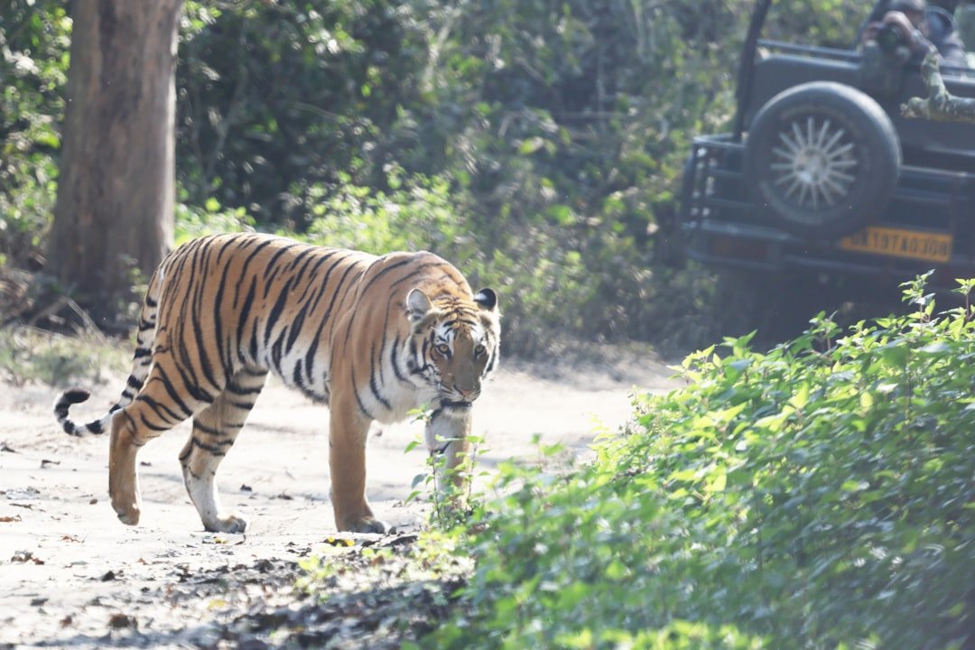 Jim Corbett National Park