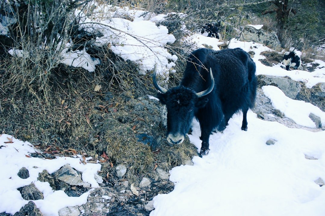 Langtang National Park