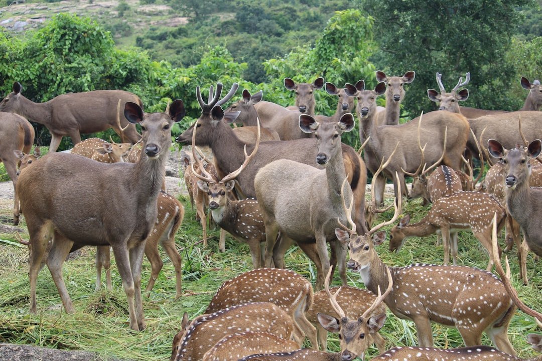 Phu Ruea National Park