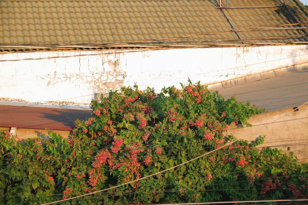 Cabeço das Vinhas