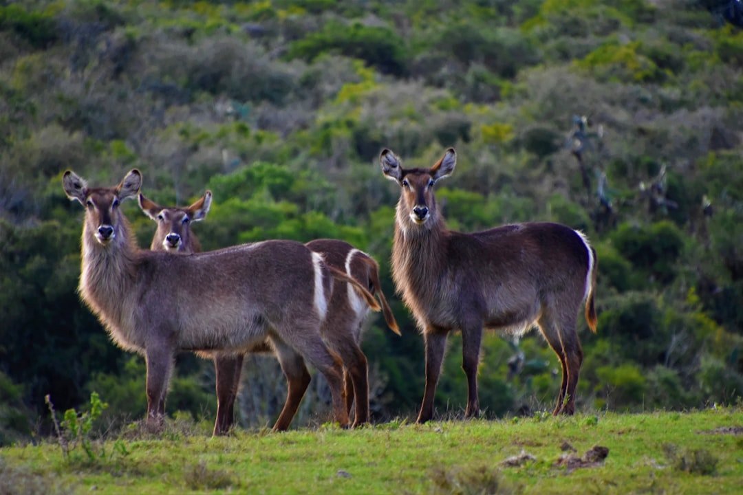 Lore Lindu National Park