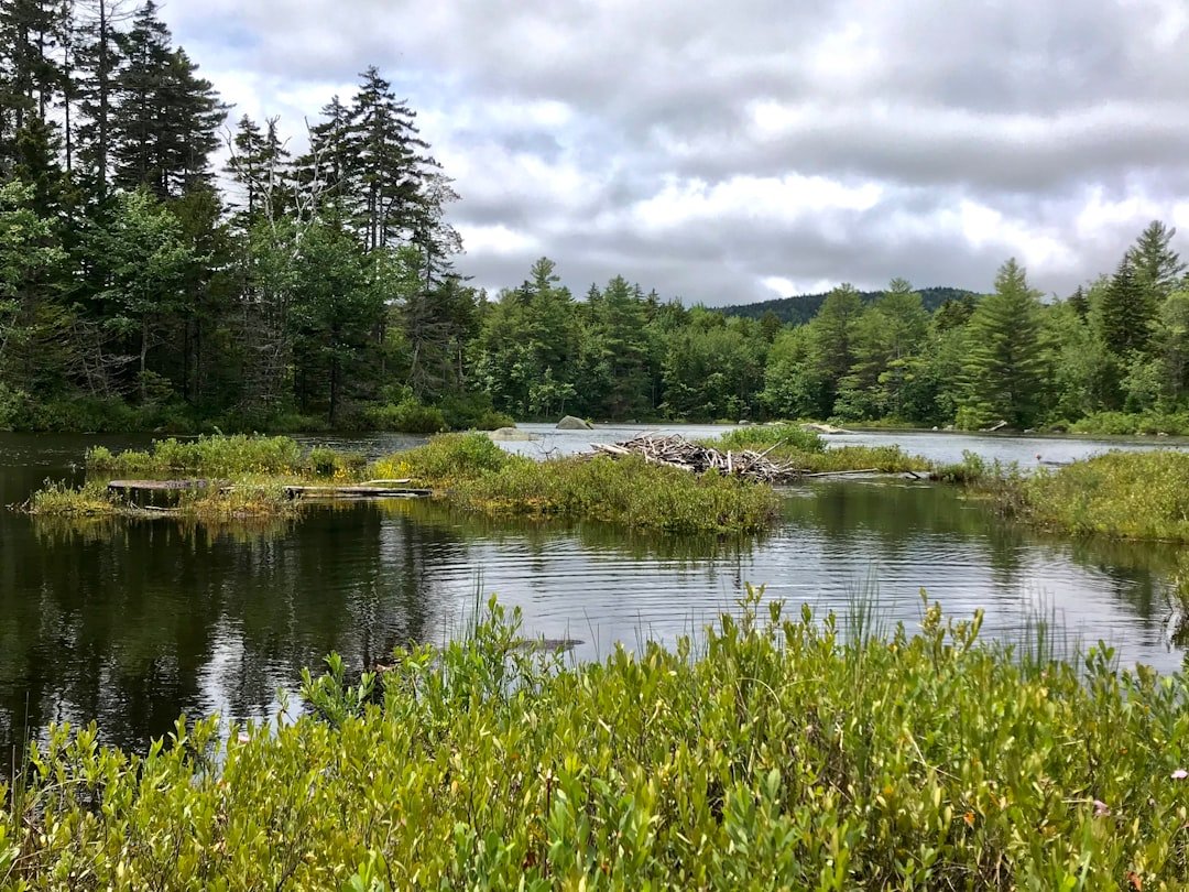 Bog Lake