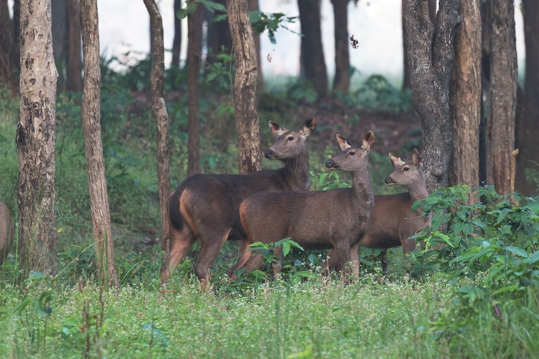 Phu Pha Lek National Park