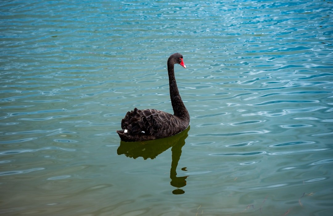 Black Lakes