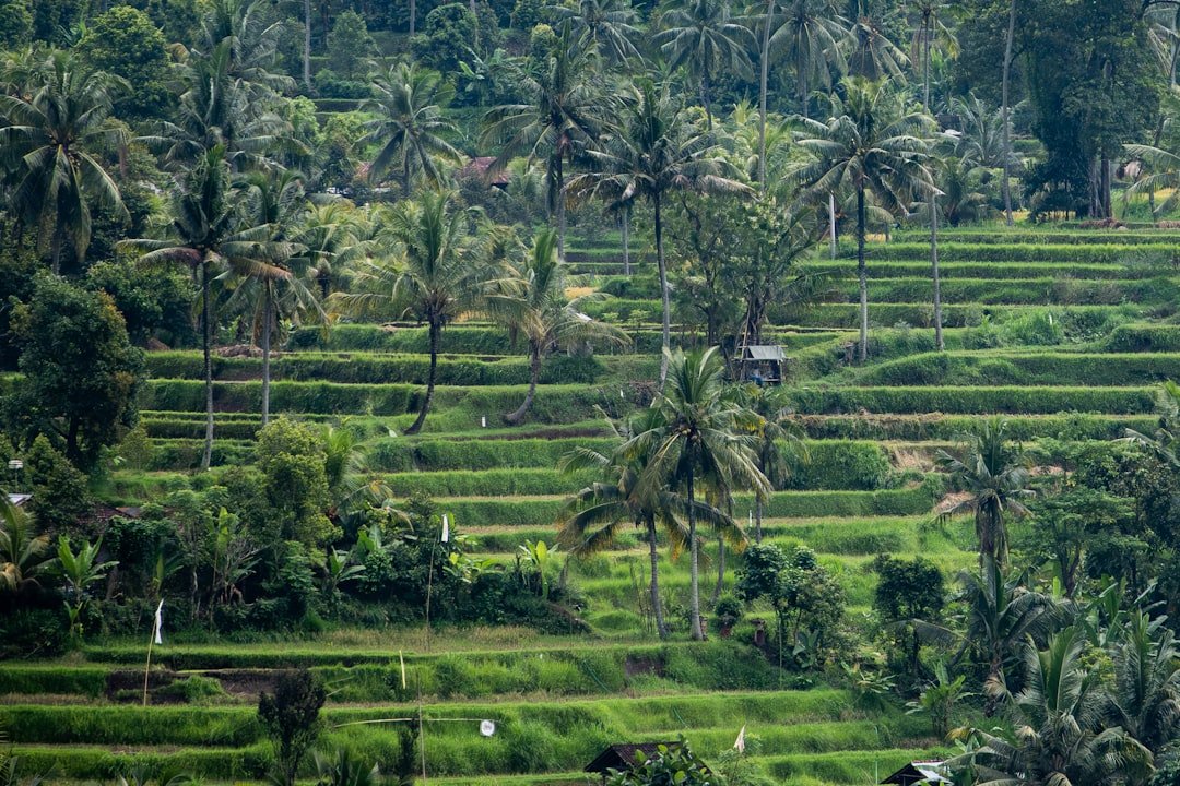 Bawang Tikai