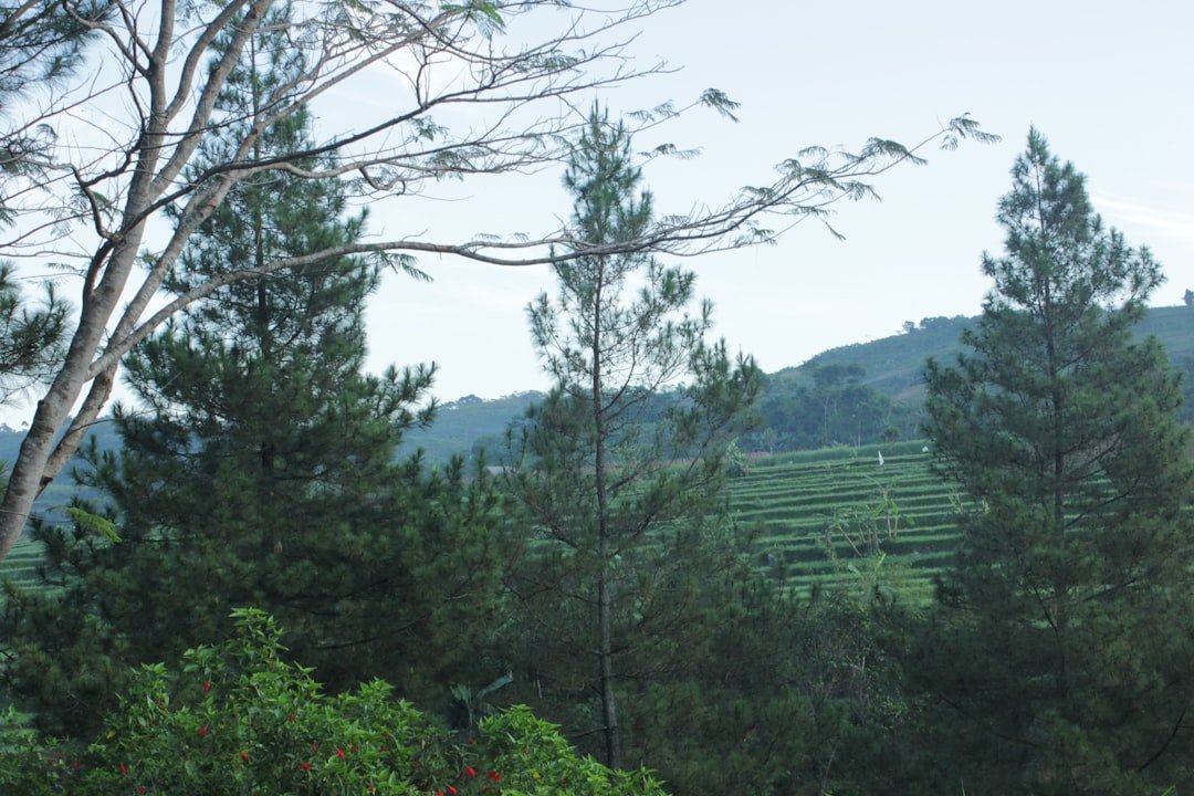 Bawang Rambih