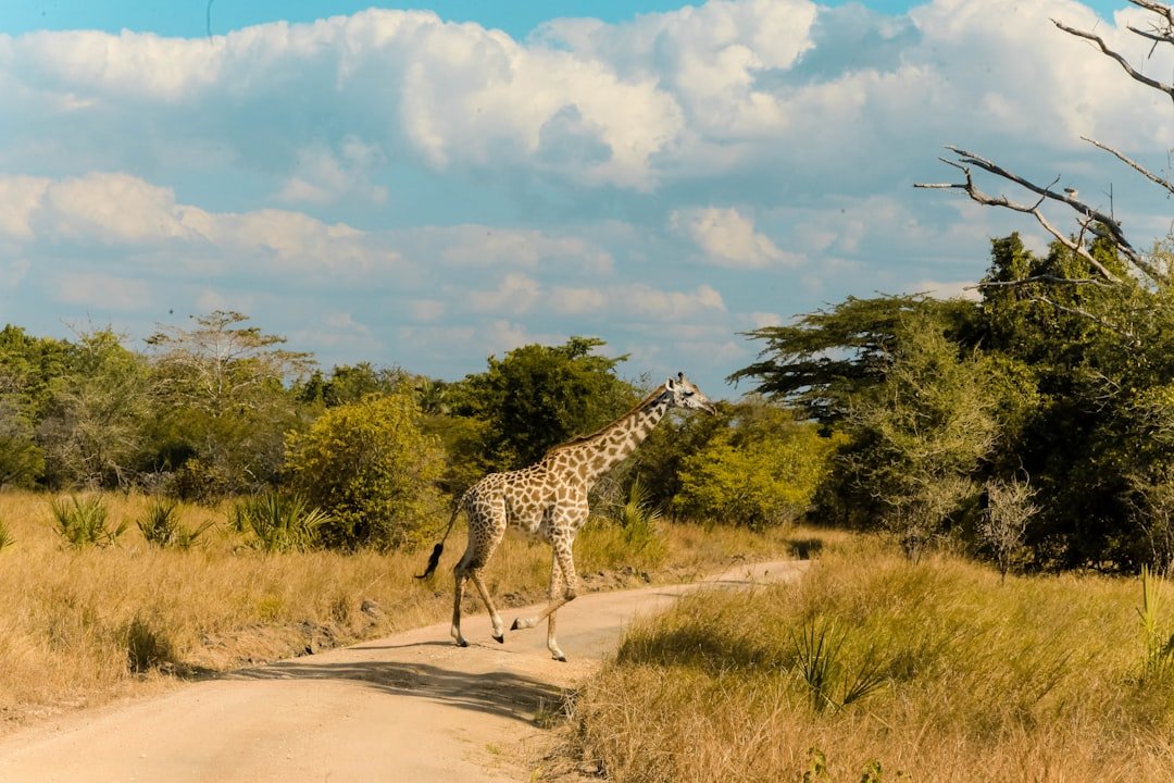 Saadani National Park