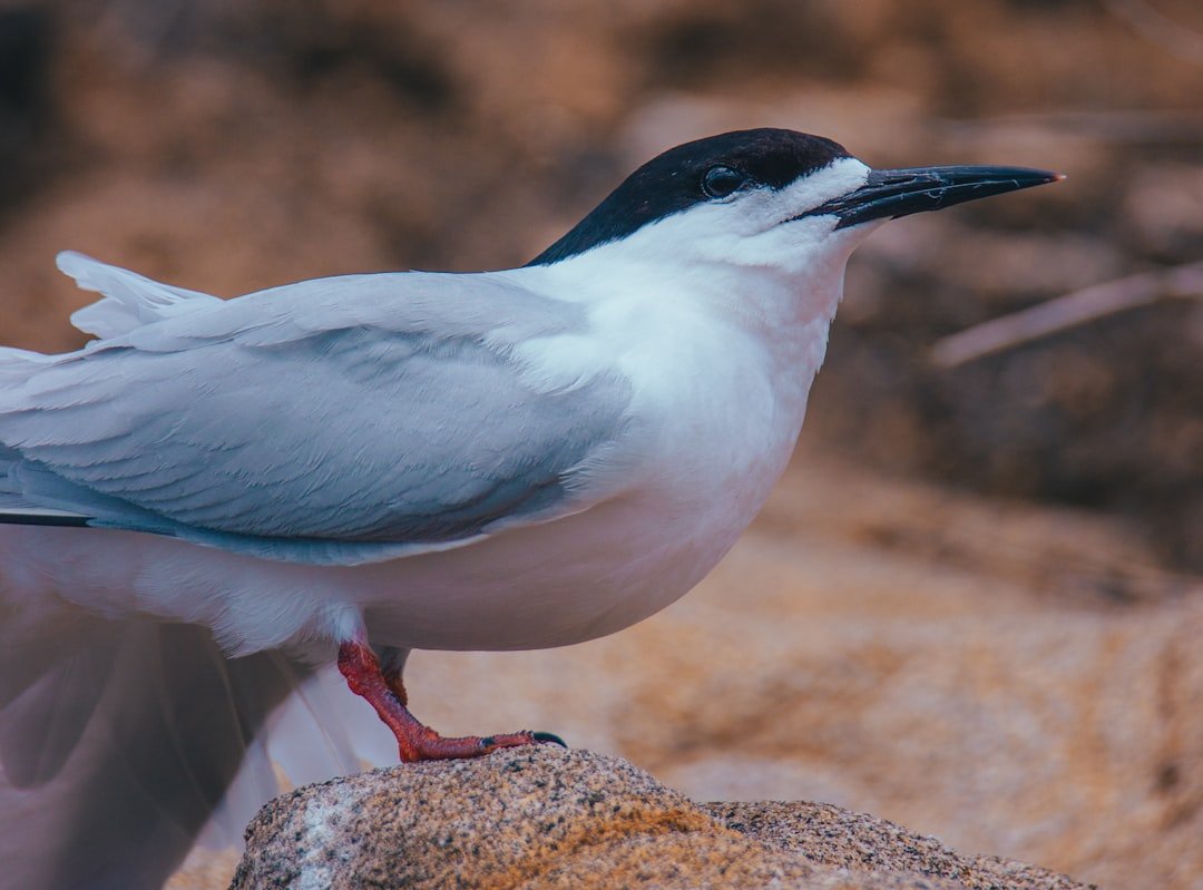 Black Cap