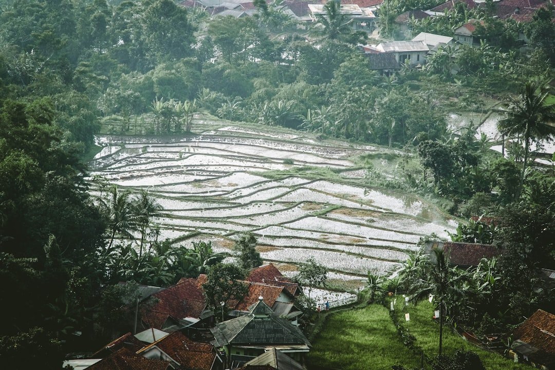 Bawang Hanibung