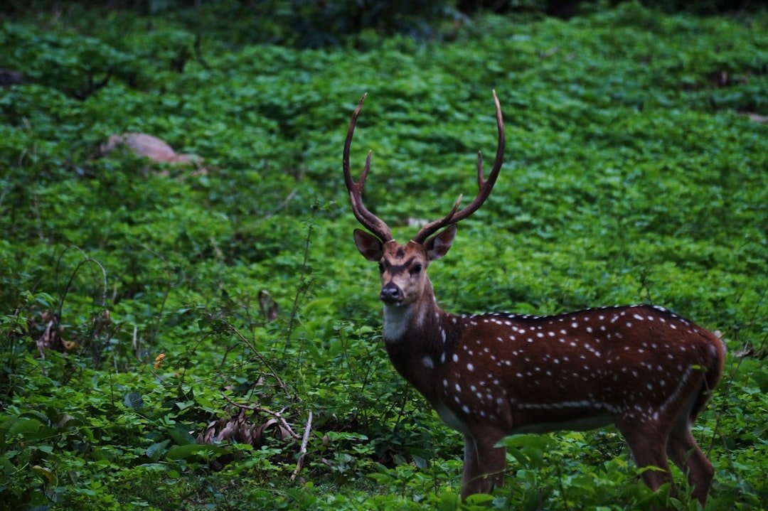 Sikhna Jwhwlao National Park