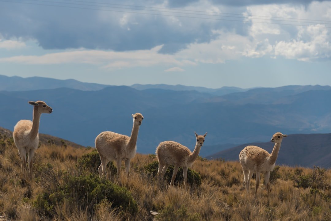 Alto de los Perros