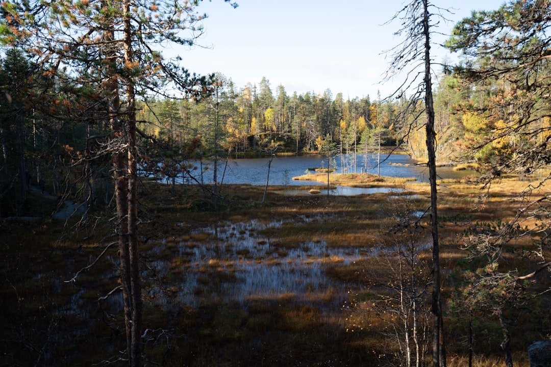Jauristuoddar