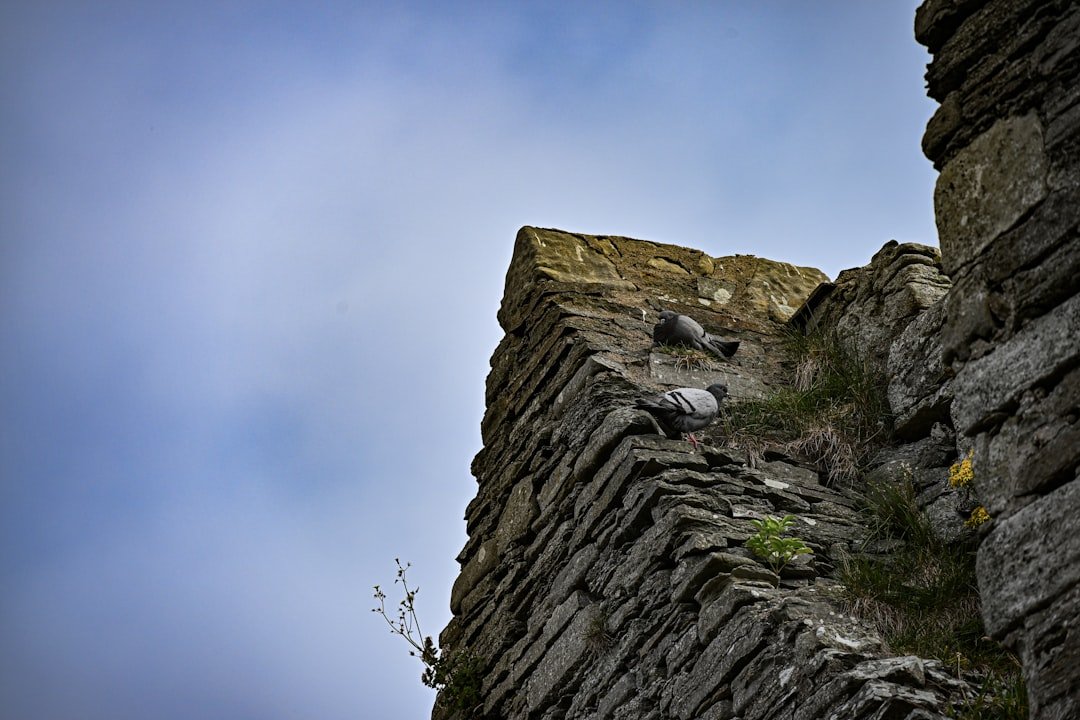Arnison Crag