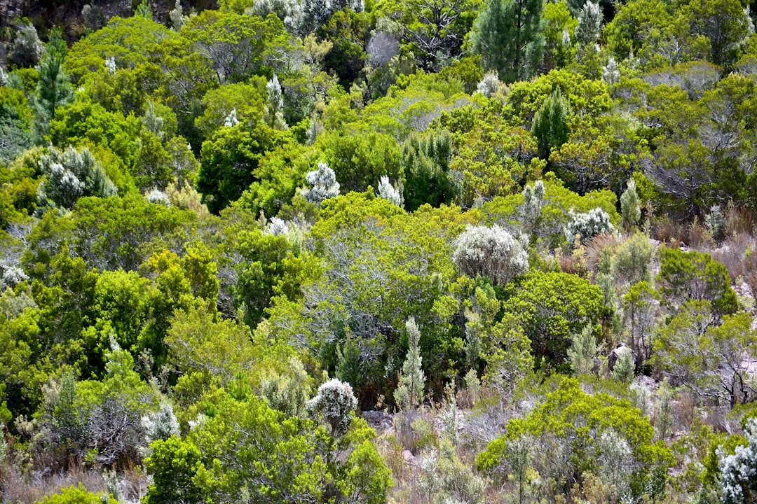 Avondale Clump