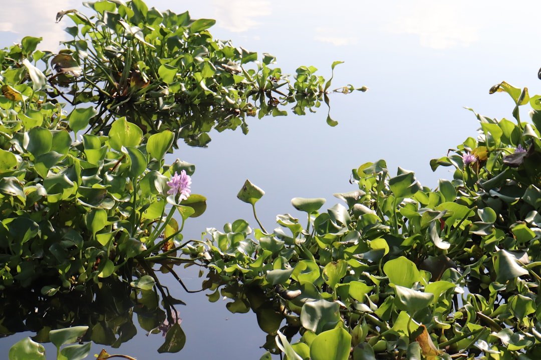 Lake Buhi