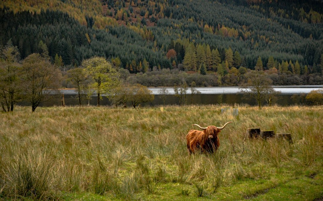 Balcnock