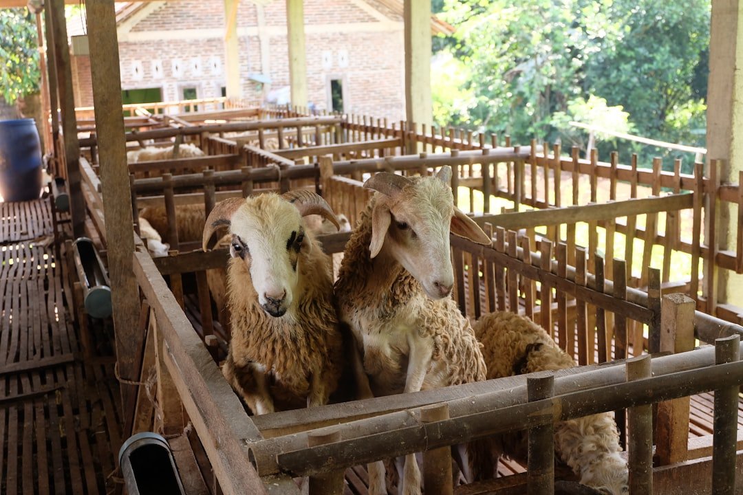 Goa Layang Kambing