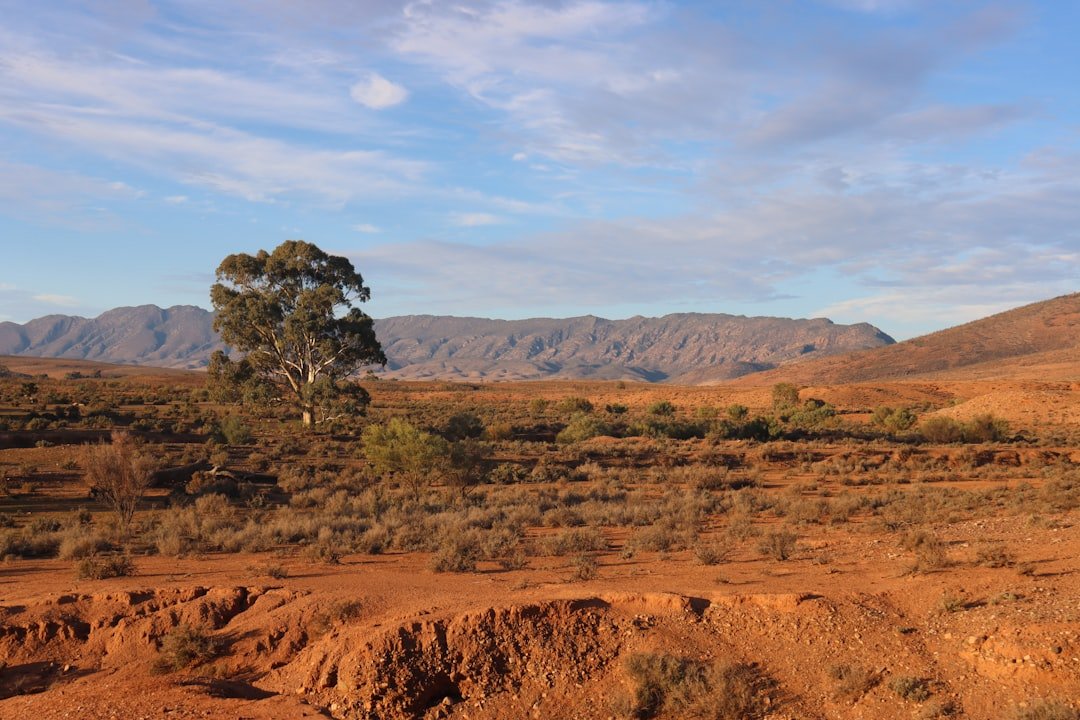 Warratyi