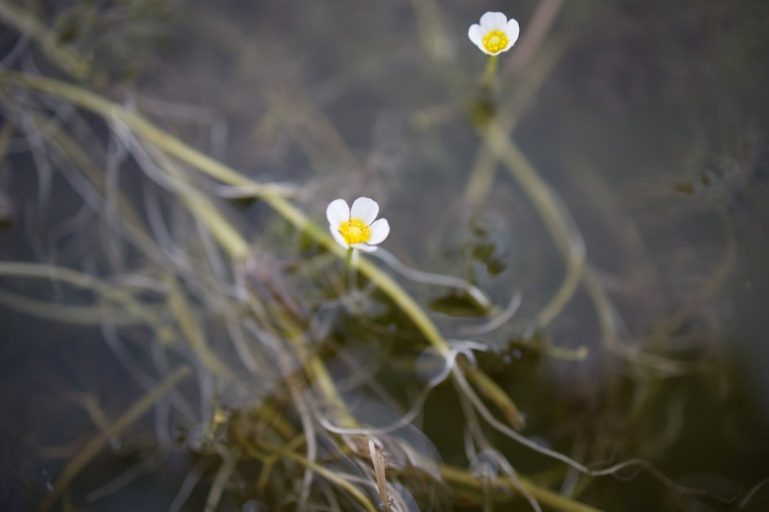Buttercup Lake