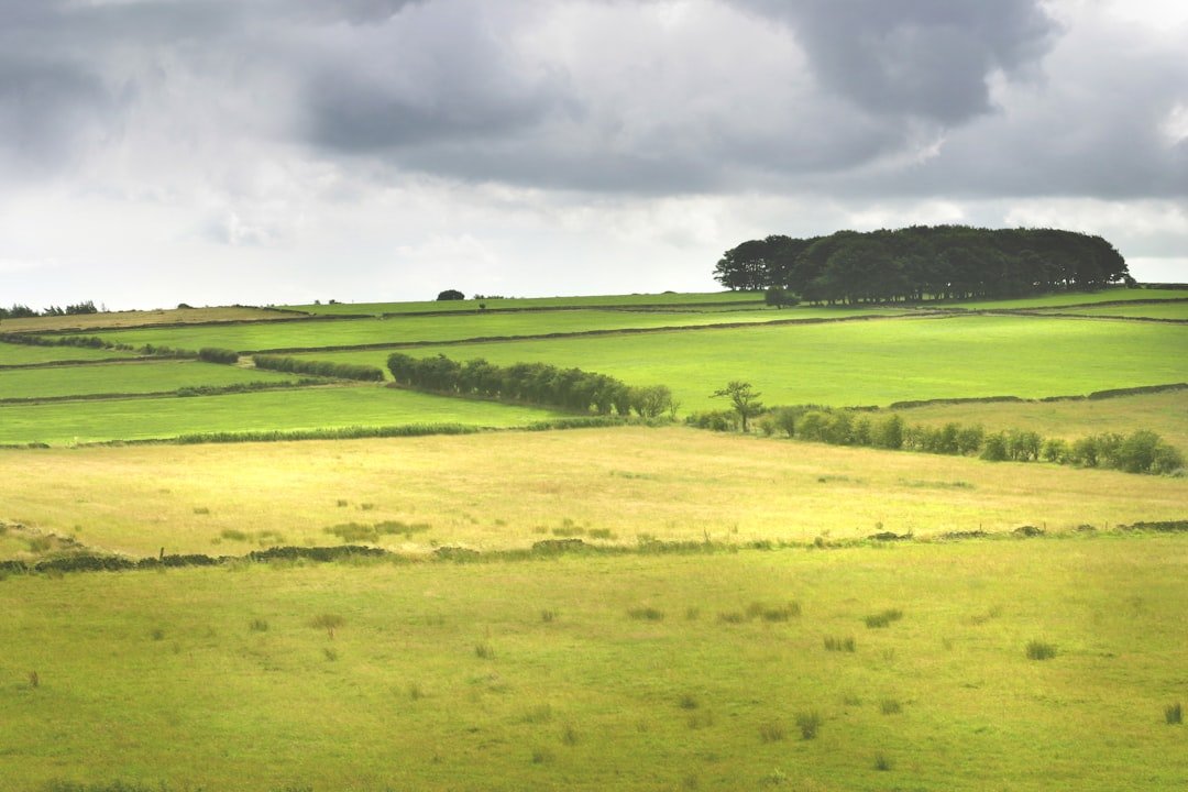 Calf Holes