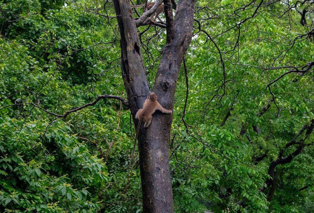 Sanjay Gandhi National Park