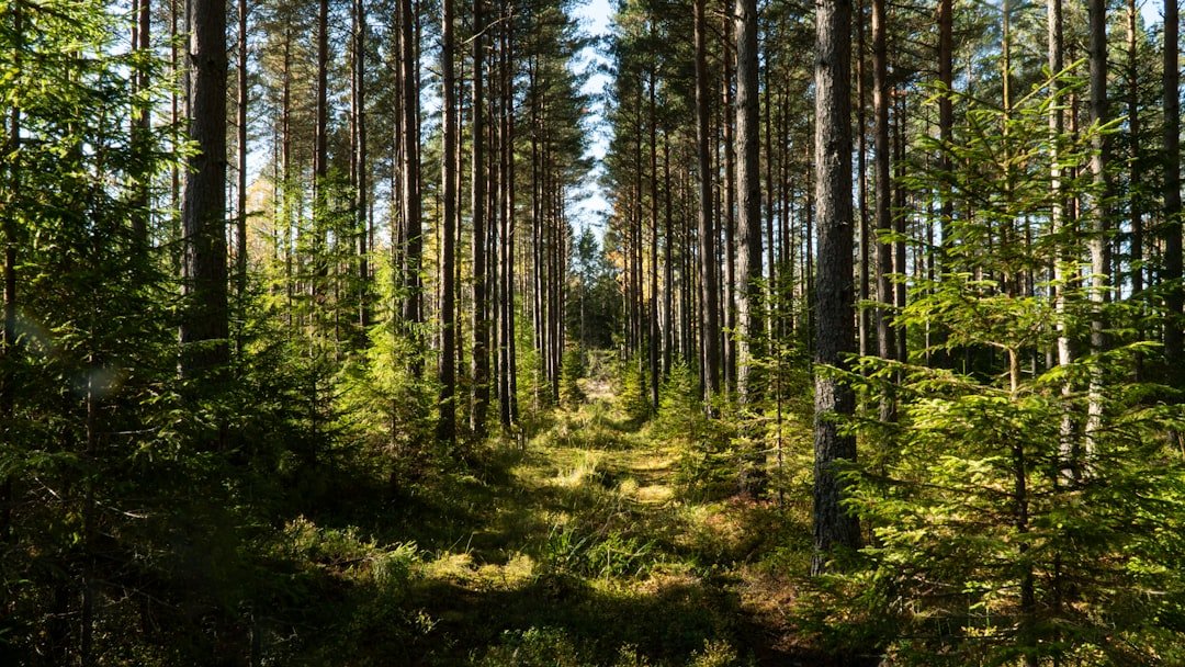 Tyresta National Park